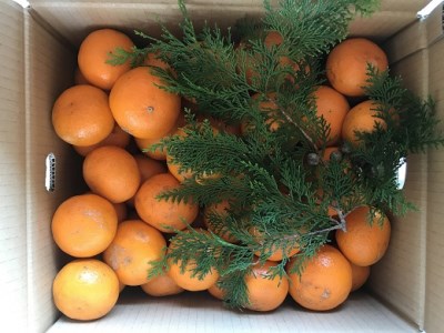 【2026年4月よりお届け！】先行予約【アタシカ果樹】 熊野新鹿産カラマンダリン(4.5kg)【atkj0002】