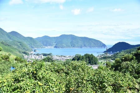 【2026年4月よりお届け！】先行予約【アタシカ果樹】 熊野新鹿産カラマンダリン(4.5kg)【atkj0002】