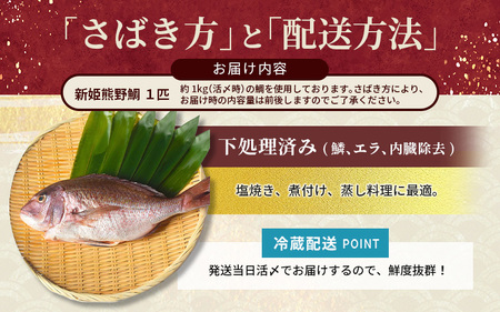 鯛 新姫熊野鯛 下処理済み 一匹 冷蔵【mzsi0001-1】