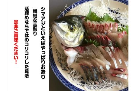 新姫 熊野しまあじ 下処理済み 三重県熊野市 ふるさと納税サイト ふるなび