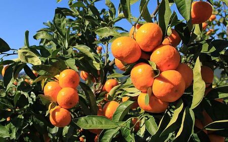 みかん 早生温州みかん 5㎏【knpr0014A】