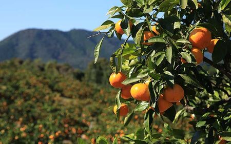 みかん 早生温州みかん 5㎏【knpr0014A】