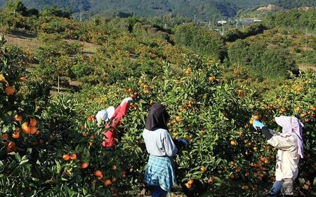 みかん 早生温州みかん 5㎏【knpr0014A】