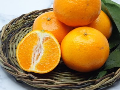 ⑥自然塾　季節の柑橘詰合せ　小【1回】