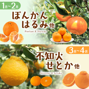 【3回定期便】みかん 柑橘詰合せ 3.5kg みかん【szjk-tkb0005】