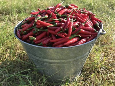 【テレビで紹介されました】 熊野ドレッシング3本【kmng0013】