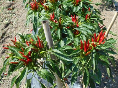 【テレビで紹介されました】 熊野ドレッシング3本【kmng0013】