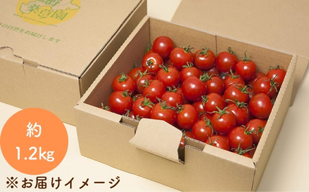 【2026年1月以降配送】熊野薬草園のミニトマト(1.2㎏) トマト ミニトマト 熊野【kmys0001】