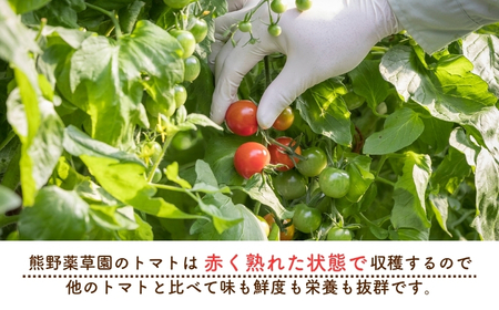 【2026年1月以降配送】熊野薬草園のミニトマト(1.2㎏) トマト ミニトマト 熊野【kmys0001】