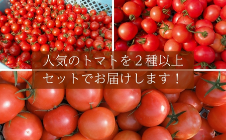 【2026年1月以降配送】熊野薬草園のトマトMIX（1.8㎏×2箱） トマト ミックス お楽しみ 熊野【kmys0004】