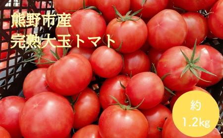 【2026年1月以降配送】熊野薬草園の大玉トマト(1.2㎏) トマト 大玉トマト 熊野【kmys0005】