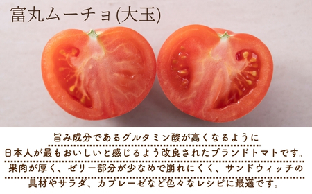 【2026年1月以降配送】熊野薬草園の大玉トマト(1.2㎏×2箱) トマト 大玉トマト 熊野【kmys0006】