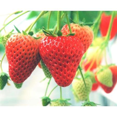 多湖農園のデカうまっ苺「紅ほっぺ」化粧箱入り 500g　【配送不可地域：離島・北海道・沖縄県】【1211076】