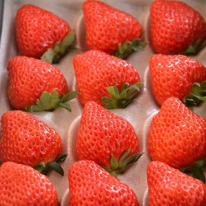 多湖農園のデカうまっ苺「紅ほっぺ」化粧箱入り　1000g【配送不可地域：離島・北海道・沖縄県】【1211078】 6,930円