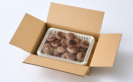 贈答品用椎茸かご盛りセット【配送不可地域:離島】【1201244】