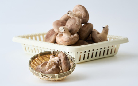 贈答品用椎茸かご盛りセット【配送不可地域:離島】【1201244】