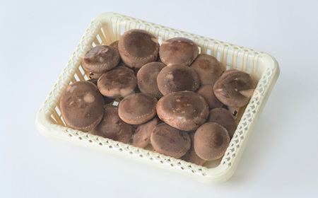 贈答品用椎茸かご盛りセット【配送不可地域:離島】【1201244】