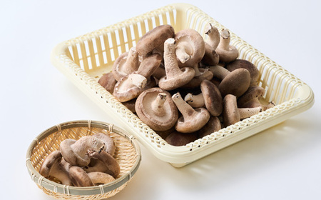 贈答品用椎茸かご盛りセット(大)【配送不可地域:離島】【1201271】