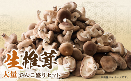 椎茸大量てんこ盛りセット【配送不可地域:離島】【1201273】