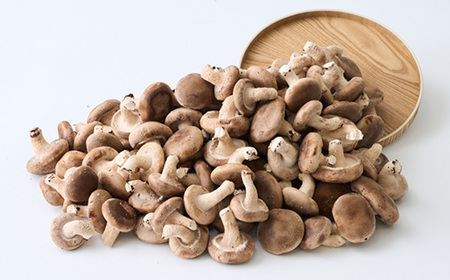 椎茸大量てんこ盛りセット【配送不可地域:離島】【1201273】