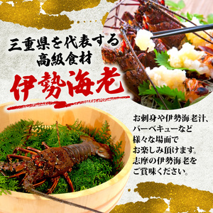 活き 伊勢海老 1kg 前後 3尾 ~ 5尾