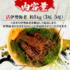 活き 伊勢海老 1kg 前後 3尾 ~ 5尾
