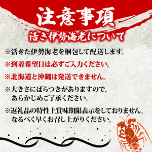 活き 伊勢海老 1kg 前後 3尾 ~ 5尾