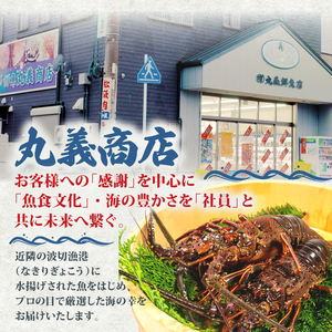 活き 伊勢海老 1kg 前後 3尾 ~ 5尾