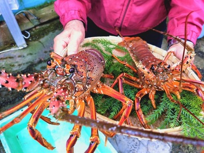 伊勢海老 大 2尾 1kg 天然 志摩産 大 伊勢エビ 海老 エビ 人気 刺身 刺し身 味噌汁 海鮮 魚介類 産地直送 贈答 お歳暮 お祝い プレゼント 三重県 伊勢 志摩 50000円 5万円 五万円エビ