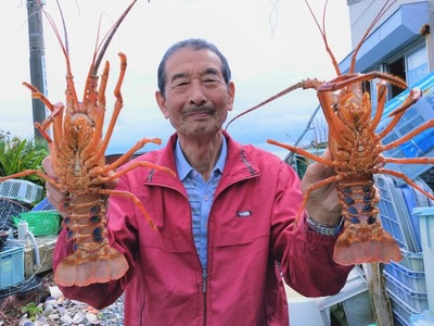 伊勢海老 大 2尾 1kg 天然 志摩産 大 伊勢エビ 海老 エビ 人気 刺身 刺し身 味噌汁 海鮮 魚介類 産地直送 贈答 お歳暮 お祝い プレゼント 三重県 伊勢 志摩 50000円 5万円 五万円エビ