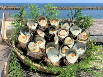 志摩産特選サザエ2ｋｇ入り 三重 志摩 伊勢志摩 新鮮 海鮮 海産物 魚介 魚貝 サザエ 貝 刺身