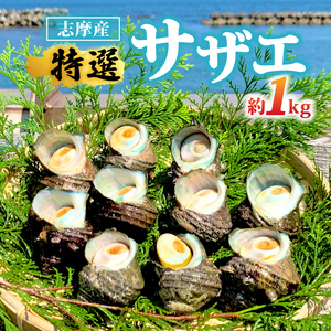 サザエ 1kg 入り 新鮮 海鮮 海産物 サザエ サザエ サザエ サザエ サザエ