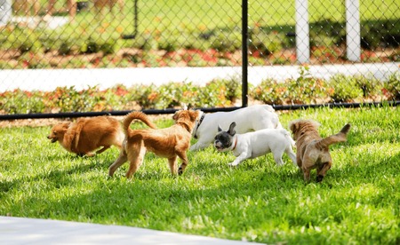 志摩グリーンアドベンチャー【グランピングフィールド】ドッグラン付き棟 宿泊券(６名様まで)／伊勢志摩 伊勢 志摩 三重 ｸﾞﾗﾝﾋﾟﾝｸﾞ ｷｬﾝﾌﾟ ﾍﾟｯﾄ ﾄﾞｯｸﾞﾗﾝ 友人 家族 遊ぶ 自然 贅沢 宿泊 ﾁｹｯﾄ 旅行券 ｱｳﾄﾄﾞｱ BBQ 大人 子ども 満喫 体験 ｱｸﾃｨﾋﾞﾃｨ 楽しむ 泊まる