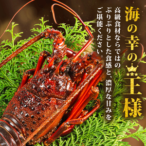 【伊勢海老】伊勢海老 約350g～400g 3尾 冷凍