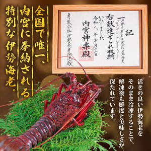 【伊勢海老】伊勢海老 約350g～400g 3尾 冷凍