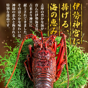 【伊勢海老】伊勢海老 約300g~350g 5尾 冷凍