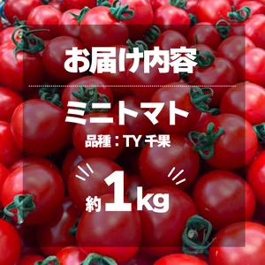 ミニトマト 1kg 国産 野菜 【ミニトマト】