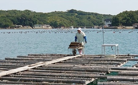6ミリ アコヤ真珠 ピアス パール 三重県志摩市 パール / ゴールドカラー