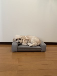 【手作り】 ペットソファ リオン ペットソファ