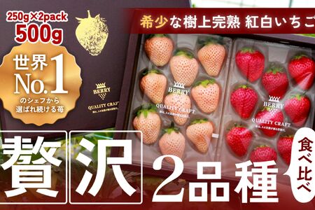 【完熟クラフト苺BERRY】有名シェフ御用達【紅白いちご】樹上完熟よつぼし・淡雪 約500g（出荷2025年12月上旬～2026年5月下旬）【yuji0002】