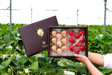 【完熟クラフト苺BERRY】有名シェフ御用達【紅白いちご】樹上完熟よつぼし・淡雪 約500g（出荷2025年12月上旬～2026年5月下旬）【yuji0002】