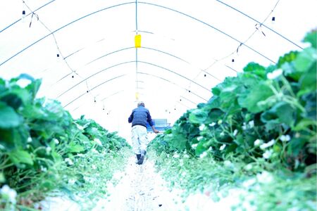 【完熟クラフト苺BERRY】有名シェフ御用達【紅白いちご】樹上完熟よつぼし・淡雪 約500g（出荷2025年12月上旬～2026年5月下旬）【yuji0002】