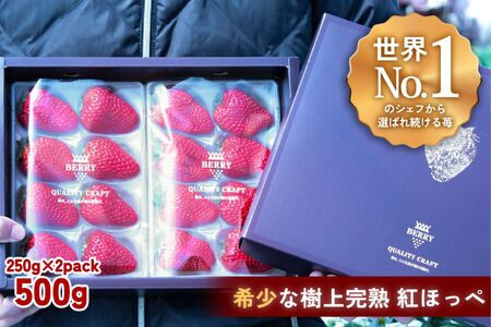 【完熟クラフト苺BERRY】有名シェフ御用達【樹上完熟紅ほっぺ】約500g（出荷2025年12月上旬～2026年5月下旬）【yuji0005】