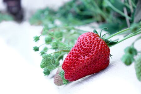 【完熟クラフト苺BERRY】有名シェフ御用達【樹上完熟紅ほっぺ】約500g（出荷2025年12月上旬～2026年5月下旬）【yuji0005】