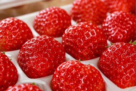 【完熟クラフト苺BERRY】有名シェフ御用達【樹上完熟紅ほっぺ】約500g（出荷2025年12月上旬～2026年5月下旬）【yuji0005】