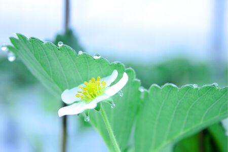 【完熟クラフト苺BERRY】有名シェフ御用達【樹上完熟紅ほっぺ】約500g（出荷2025年12月上旬～2026年5月下旬）【yuji0005】