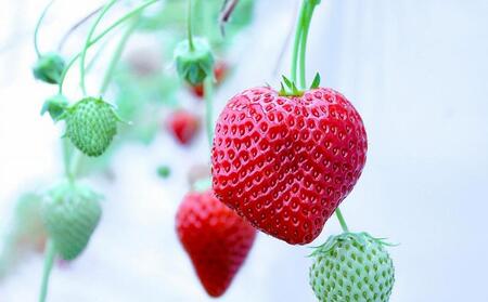 【訳アリ】完熟冷凍苺 よつぼし1.0kg / 化粧箱入【果実まるごとアイス】