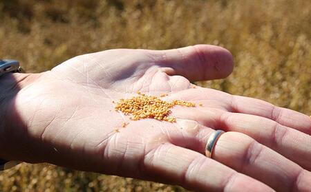 【3か月連続お届け/ギフト箱入り】熱で壊れにくいオメガ3!大山崎油座商店のカメリナオイル 130g 1本