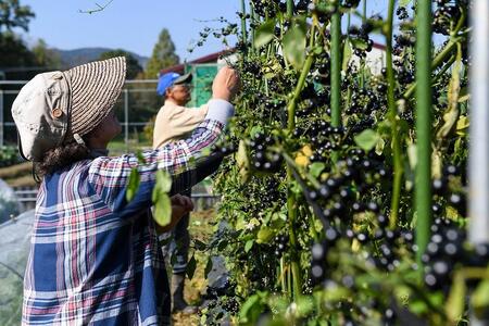 究極の野菜・豆コンフィチュール&手作りキャラメルセット