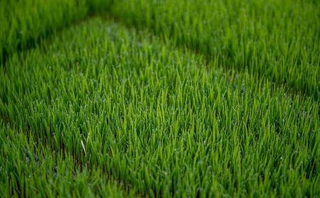 特別栽培米 伊賀米みえのゆめ 真空パック 5kg